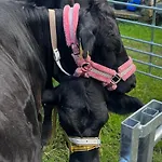Elaemyksellinen Aitassa Séjour à la ferme